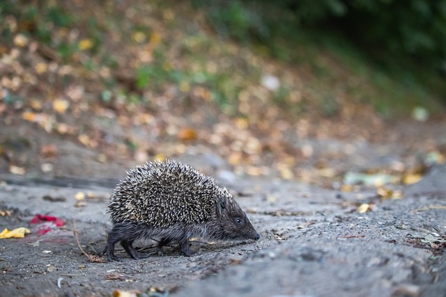 同时也为球 同时也为球